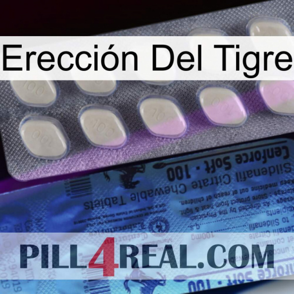 Erección Del Tigre 34.jpg